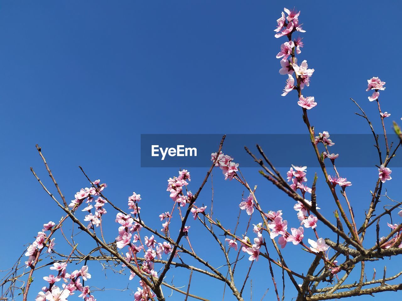 LOW ANGLE VIEW OF CHERRY BLOSSOMS AGAINST CLEAR BLUE SKY