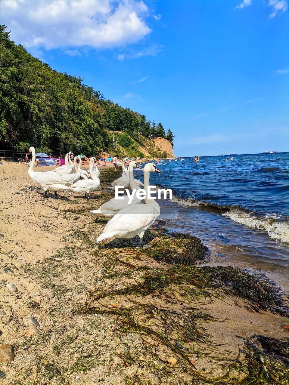 VIEW OF SEAGULL ON BEACH