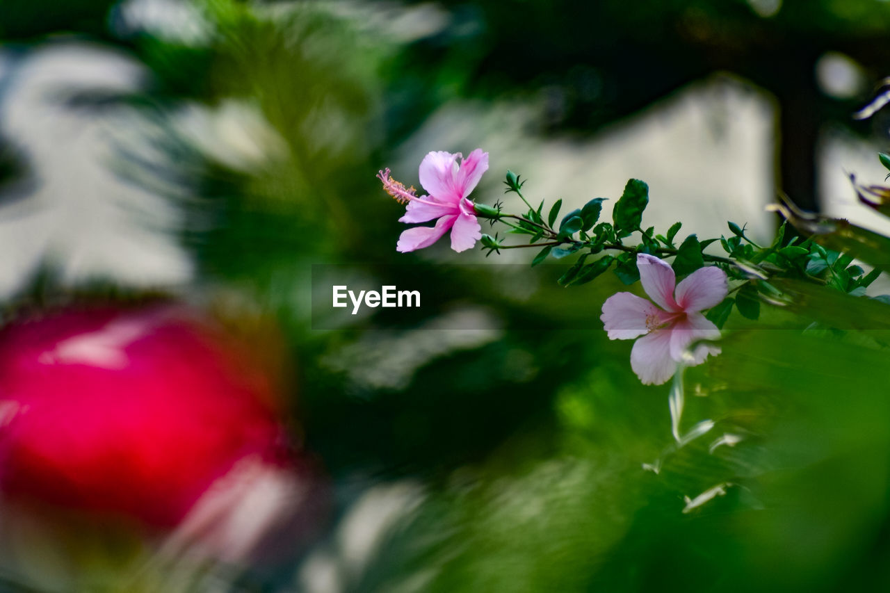 Beautiful pink hibiscus flowers in a garden.