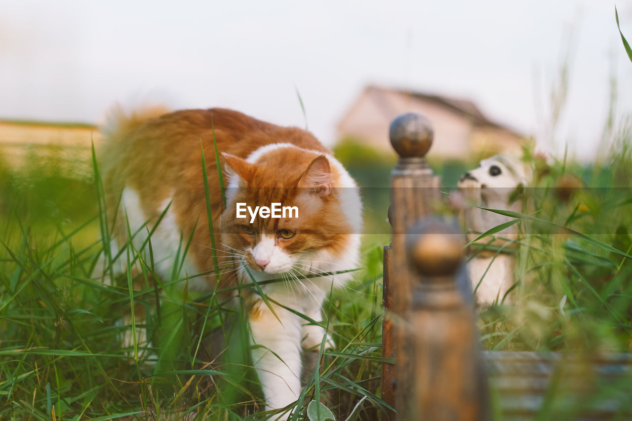 Close-up of cat prowling through garden