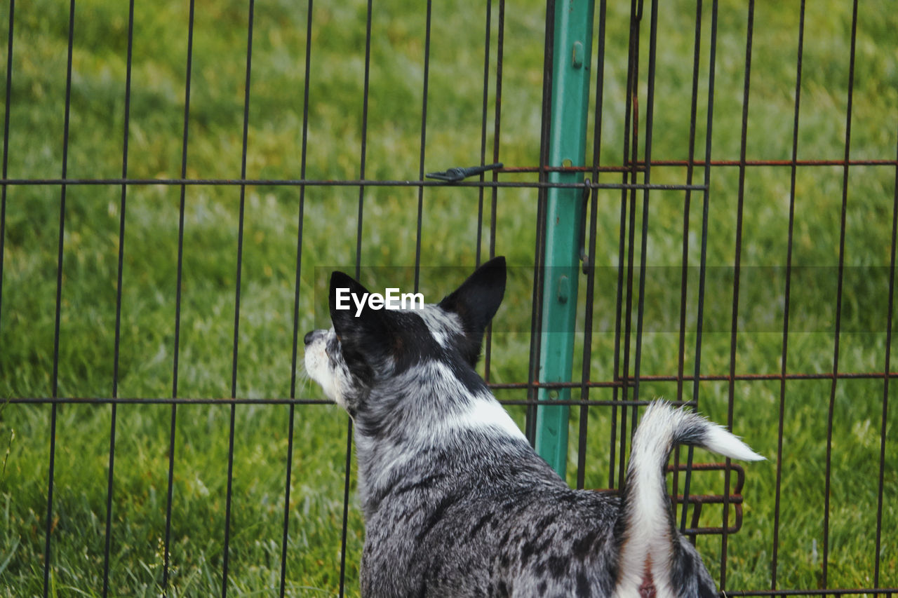 View of a dog looking through metal fence
