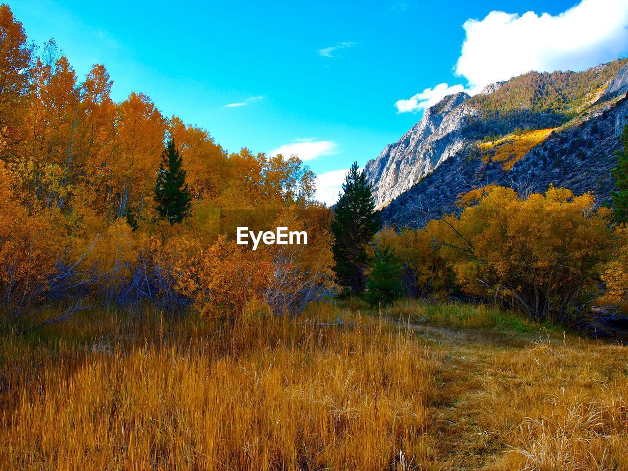 TREES GROWING ON FIELD DURING AUTUMN