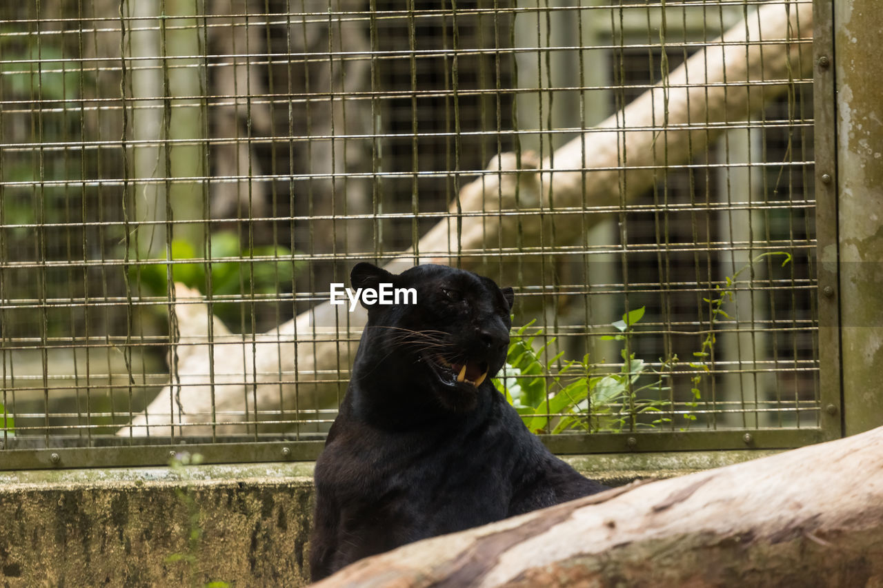 BLACK CAT SITTING IN CAGE