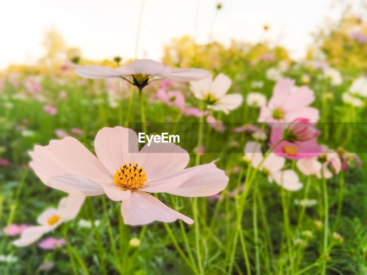 CLOSE-UP OF COSMOS FLOWER GROWING ON FIELD
