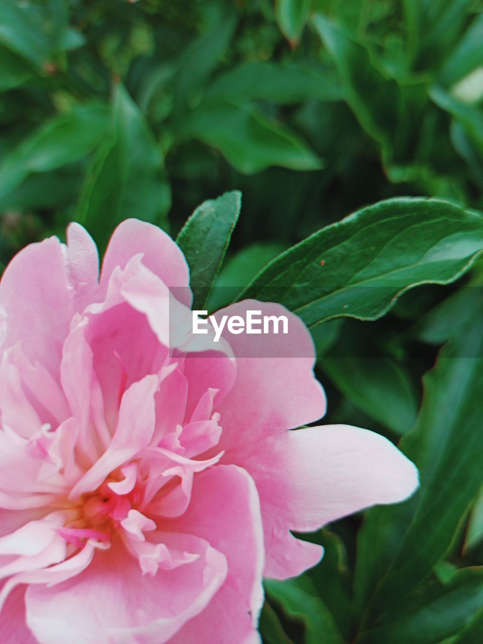 CLOSE-UP OF PINK FLOWER PLANT