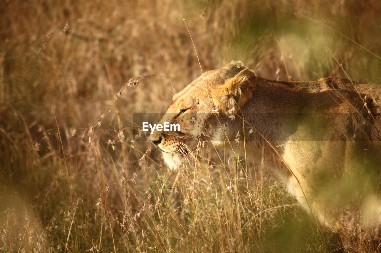 Profile view of lion