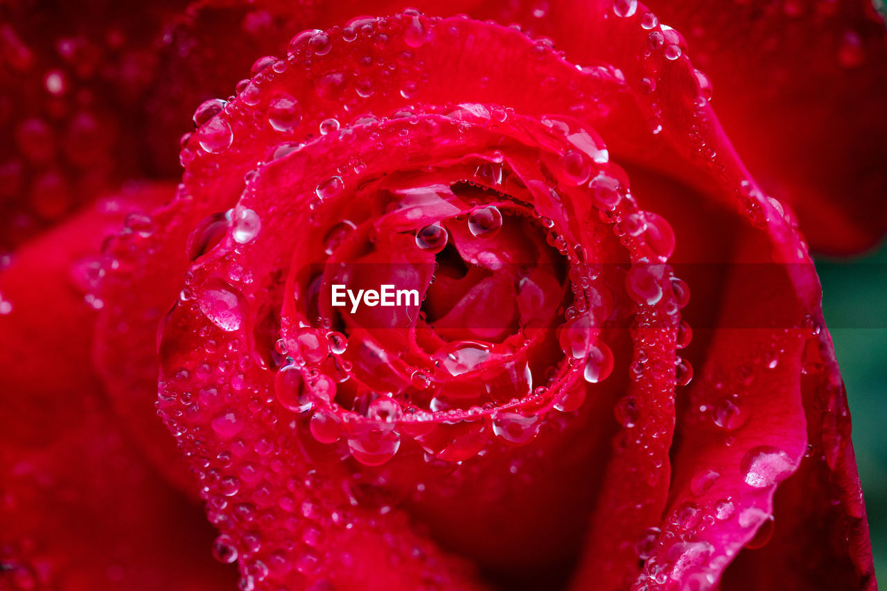 Close-up of wet red rose blooming outdoors