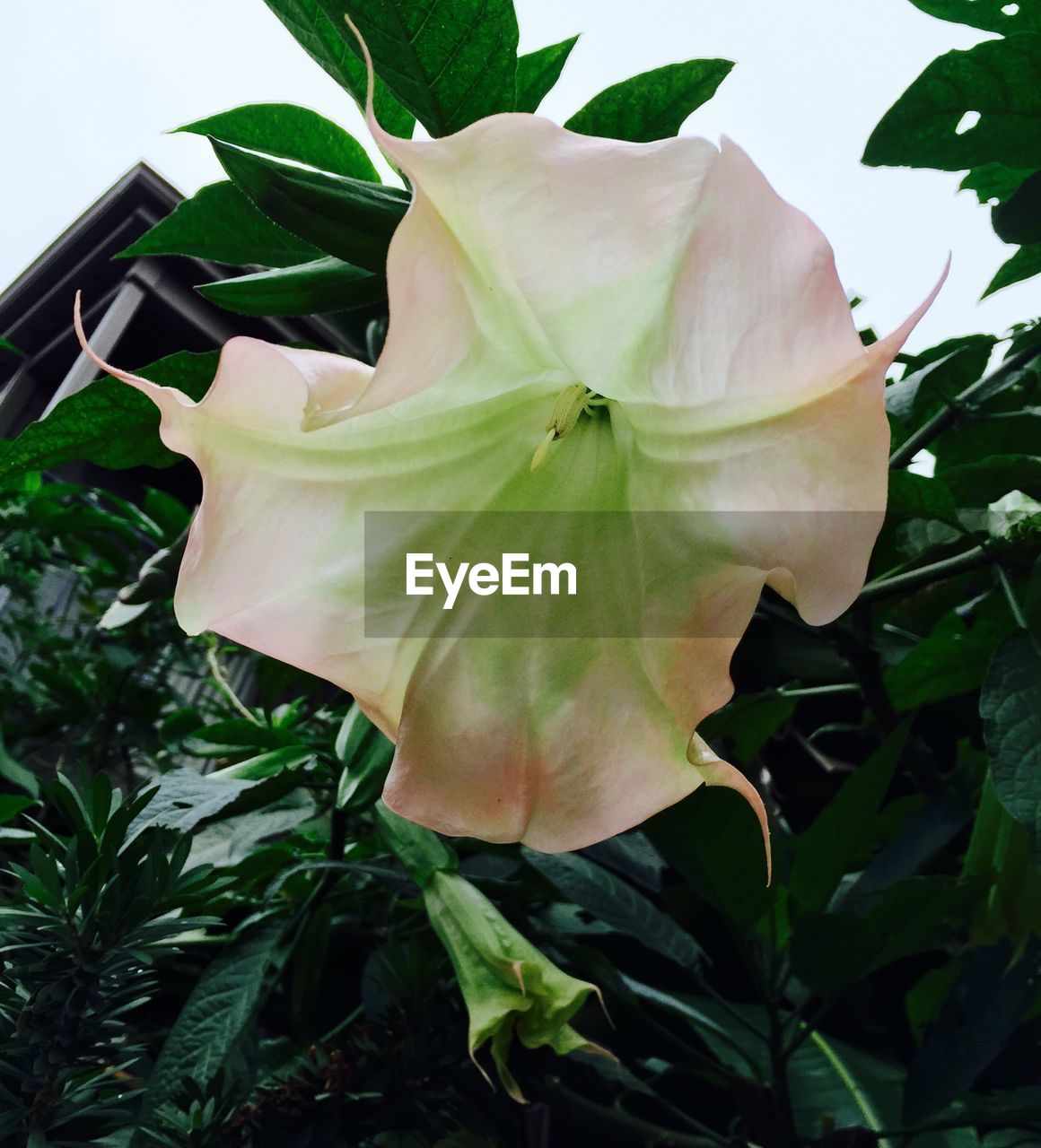 Low angle view of flower blooming on plant in garden