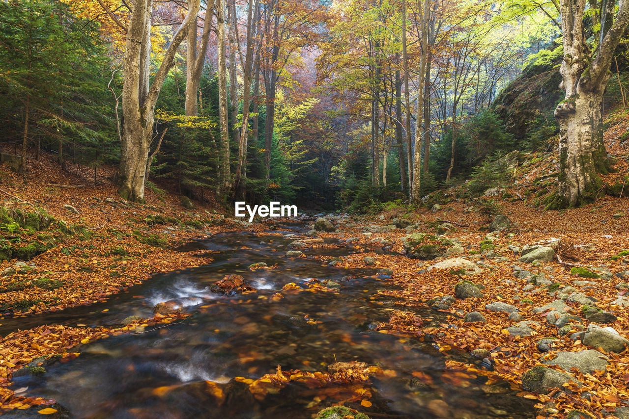 Stream amidst trees in forest during autumn