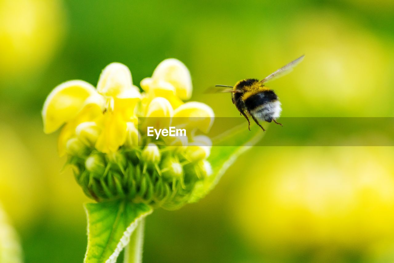 Close-up of bumblebee flying by yellow flower