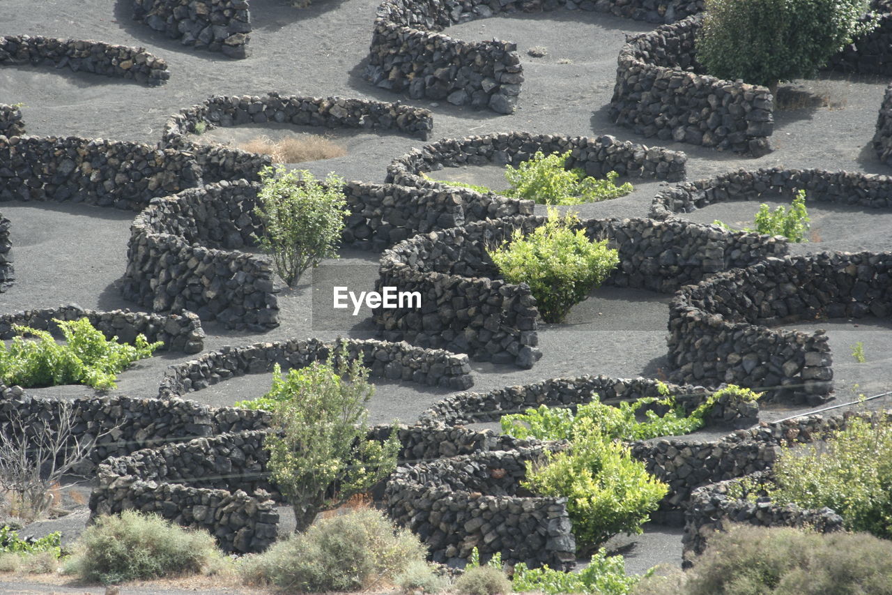 FULL FRAME SHOT OF SUCCULENT PLANTS IN GARDEN