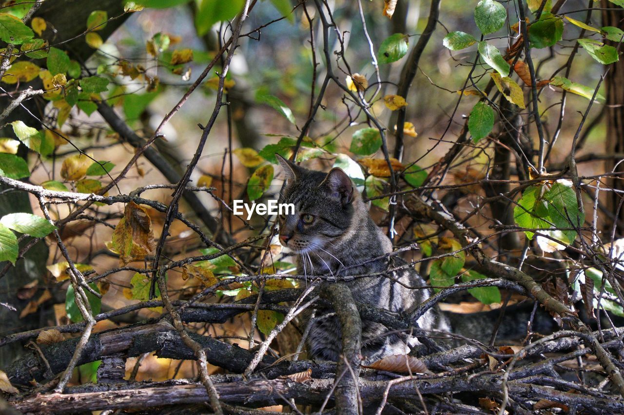 PORTRAIT OF CAT SITTING ON TREE