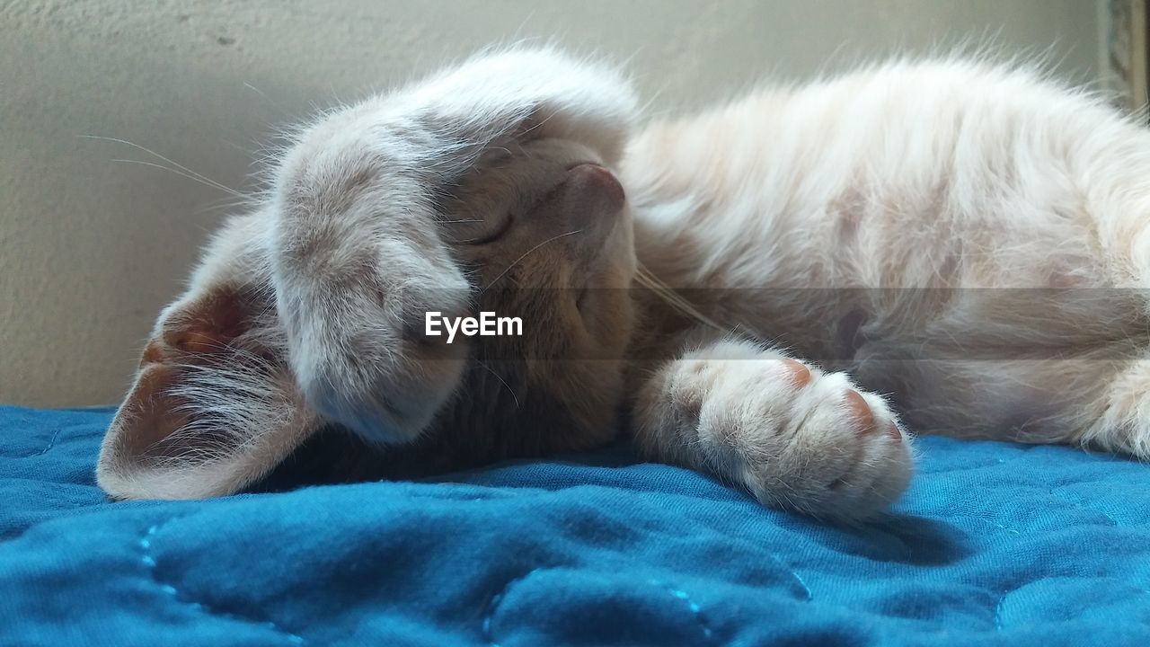 CLOSE-UP OF DOG SLEEPING ON FLOOR