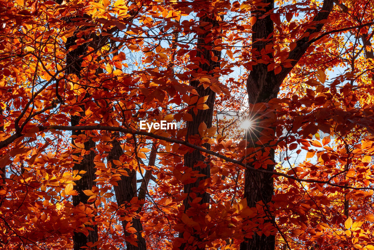 Low angle view of sunlight streaming through trees during autumn