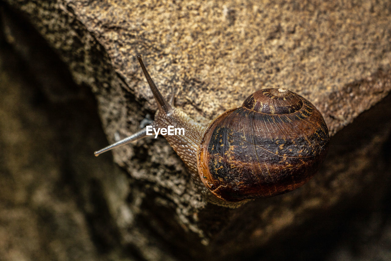 close-up of snail on wood