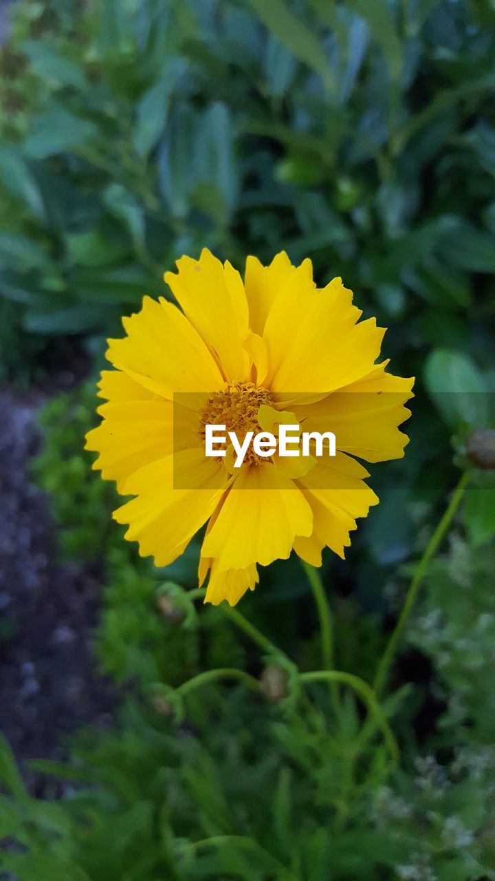 CLOSE-UP OF YELLOW FLOWERS