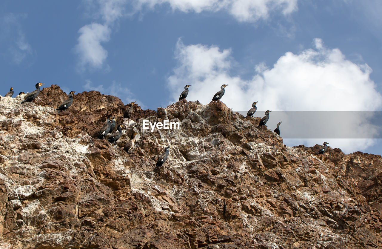 LOW ANGLE VIEW OF BIRD ON ROCK