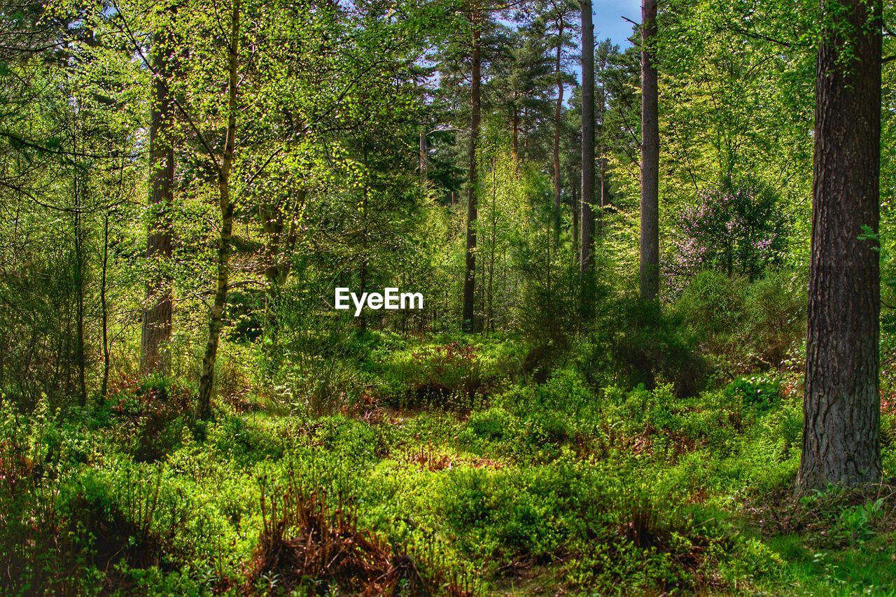 TREES GROWING IN FOREST
