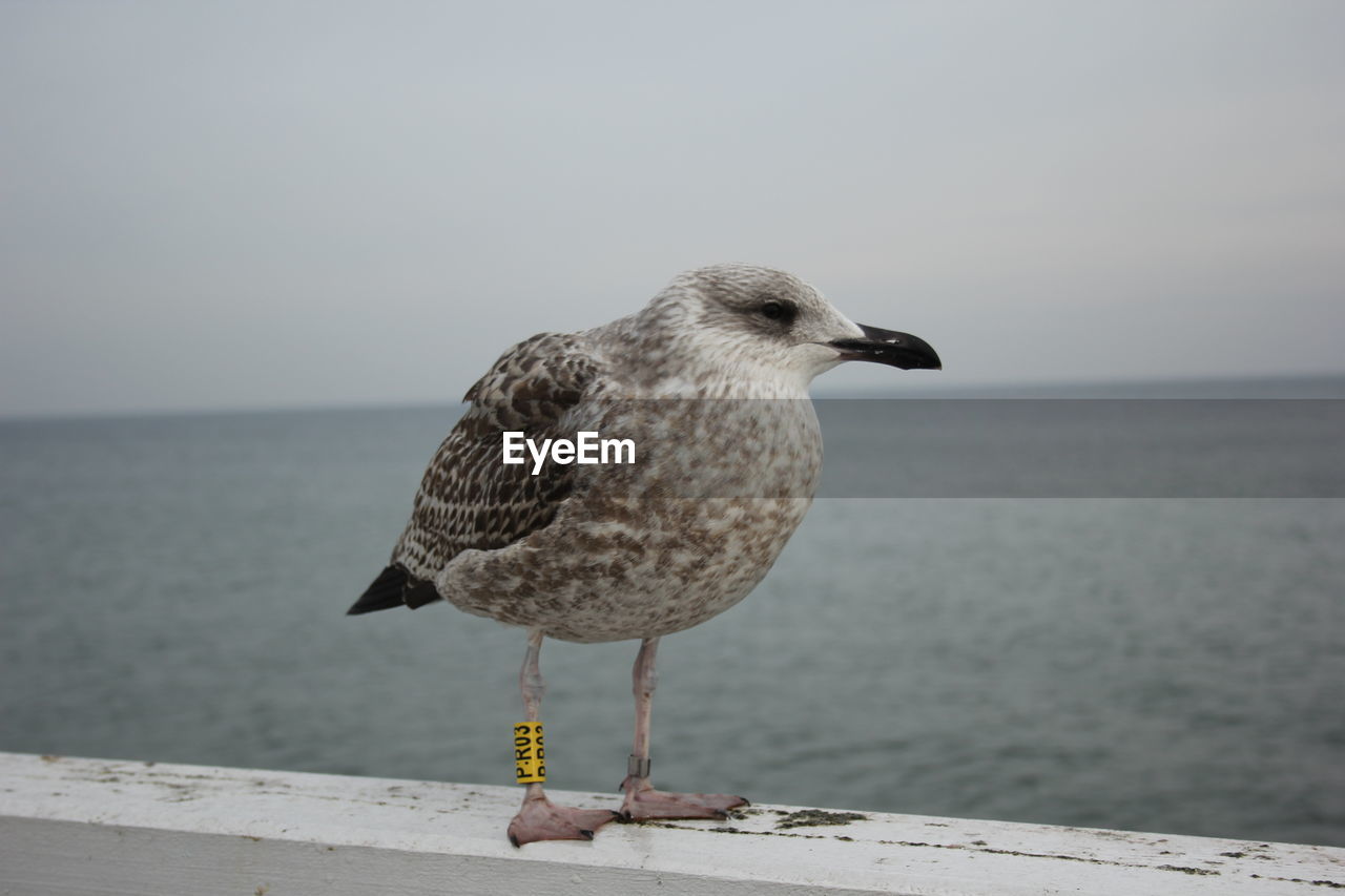 Seagull perching on a sea against sky