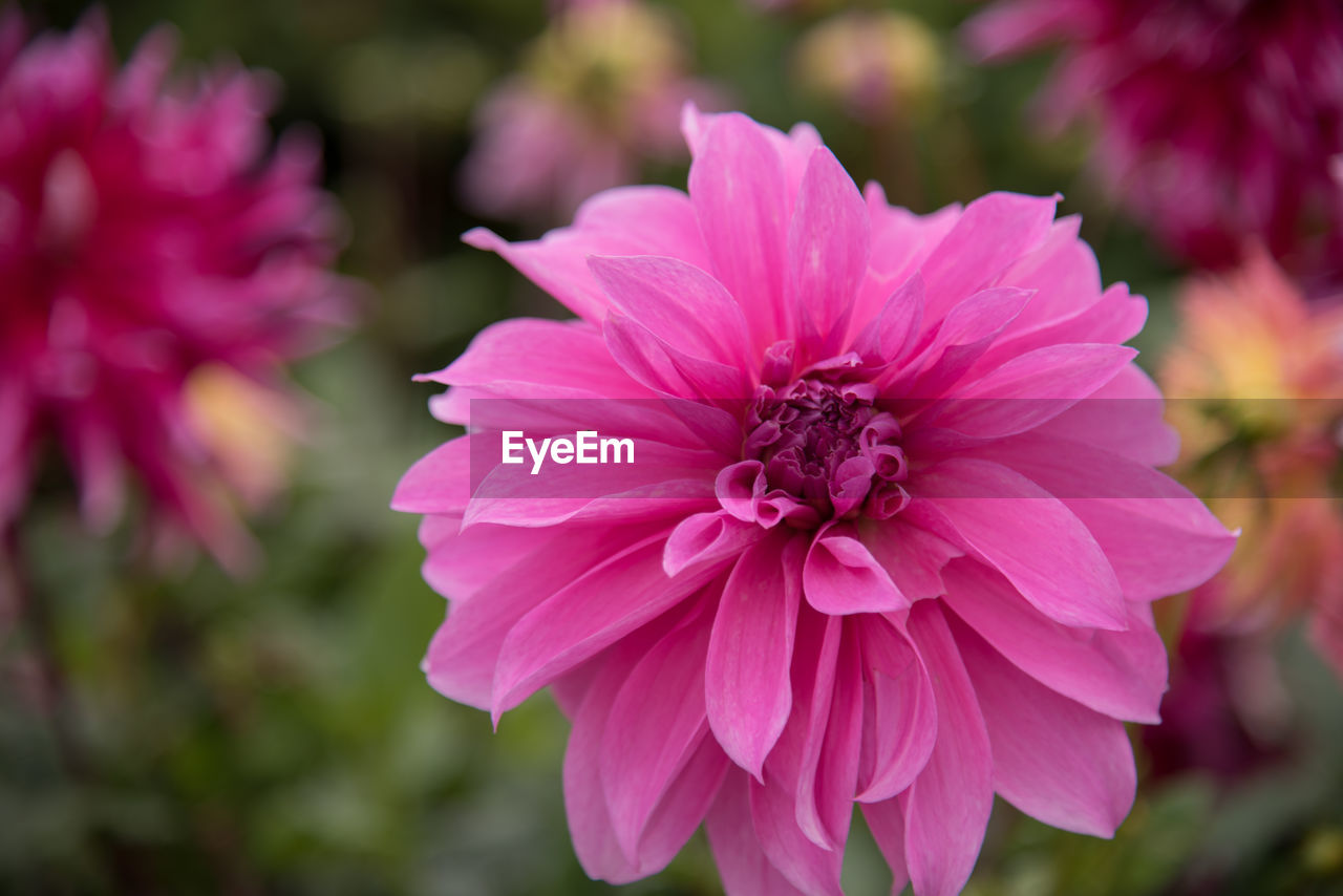 Close-up of pink flower