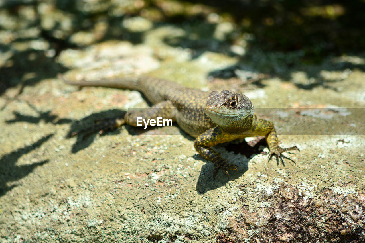 Close-up of lizard on rock