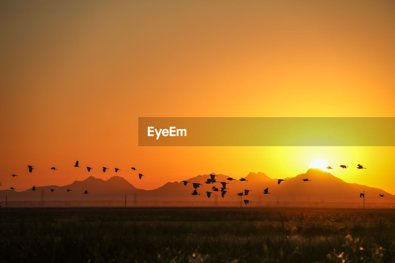 Silhouette birds flying over landscape against orange sky