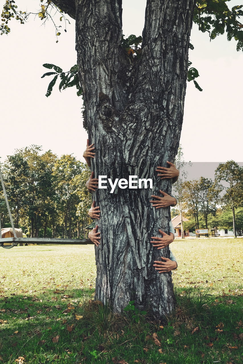 TREES IN PARK AGAINST SKY