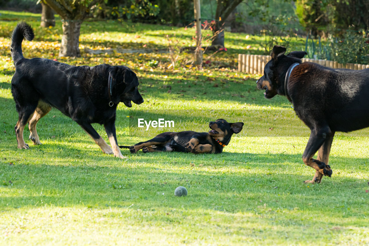 DOG PLAYING WITH BALL