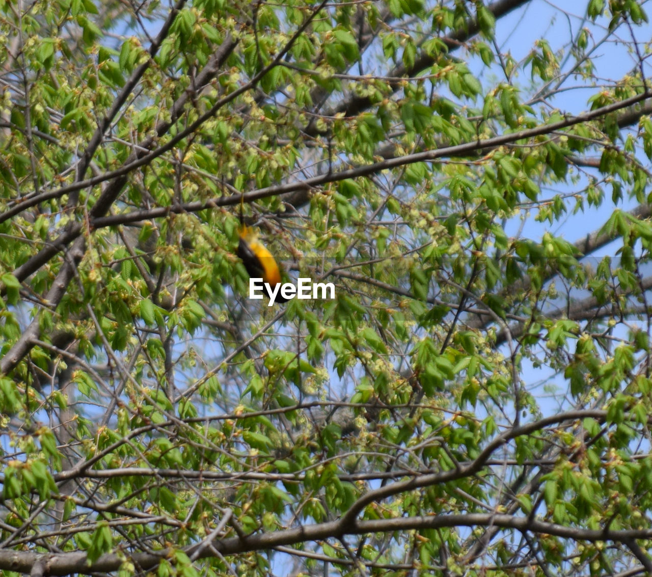 BIRD PERCHING ON A TREE