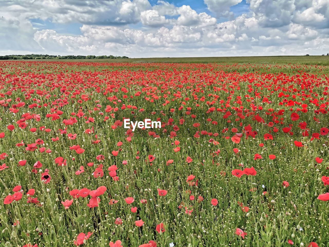 Red poppy flowers on field against sky