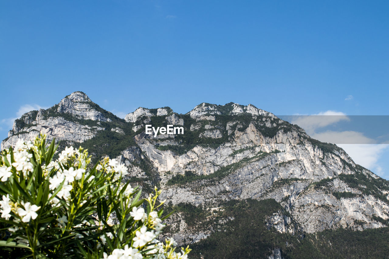 mountain, sky, plant, beauty in nature, mountain range, nature, scenics - nature, environment, flower, landscape, blue, rock, travel destinations, tree, mountain peak, clear sky, no people, flowering plant, travel, land, snow, outdoors, ridge, pinaceae, cloud, pine tree, day, coniferous tree, tranquility, tourism, cold temperature, sunny, activity, tranquil scene, winter, non-urban scene, leisure activity, summer, plateau, wilderness, low angle view, pine woodland