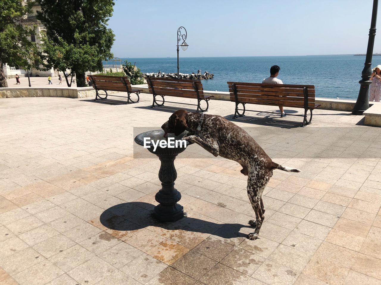 Dog drinking water at fountain