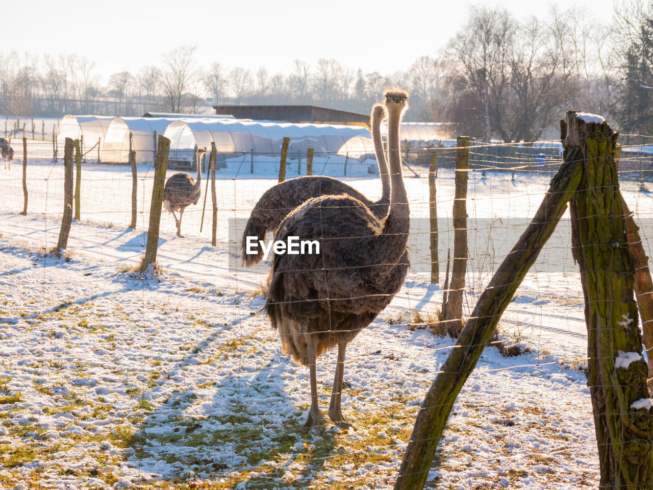 ostrich, nature, bird, animal, animal themes, winter, cold temperature, water, snow, ratite, animal wildlife, day, no people, wildlife, tree, plant, sunlight, sky, fence, outdoors, land, beauty in nature, environment, lake, landscape, scenics - nature