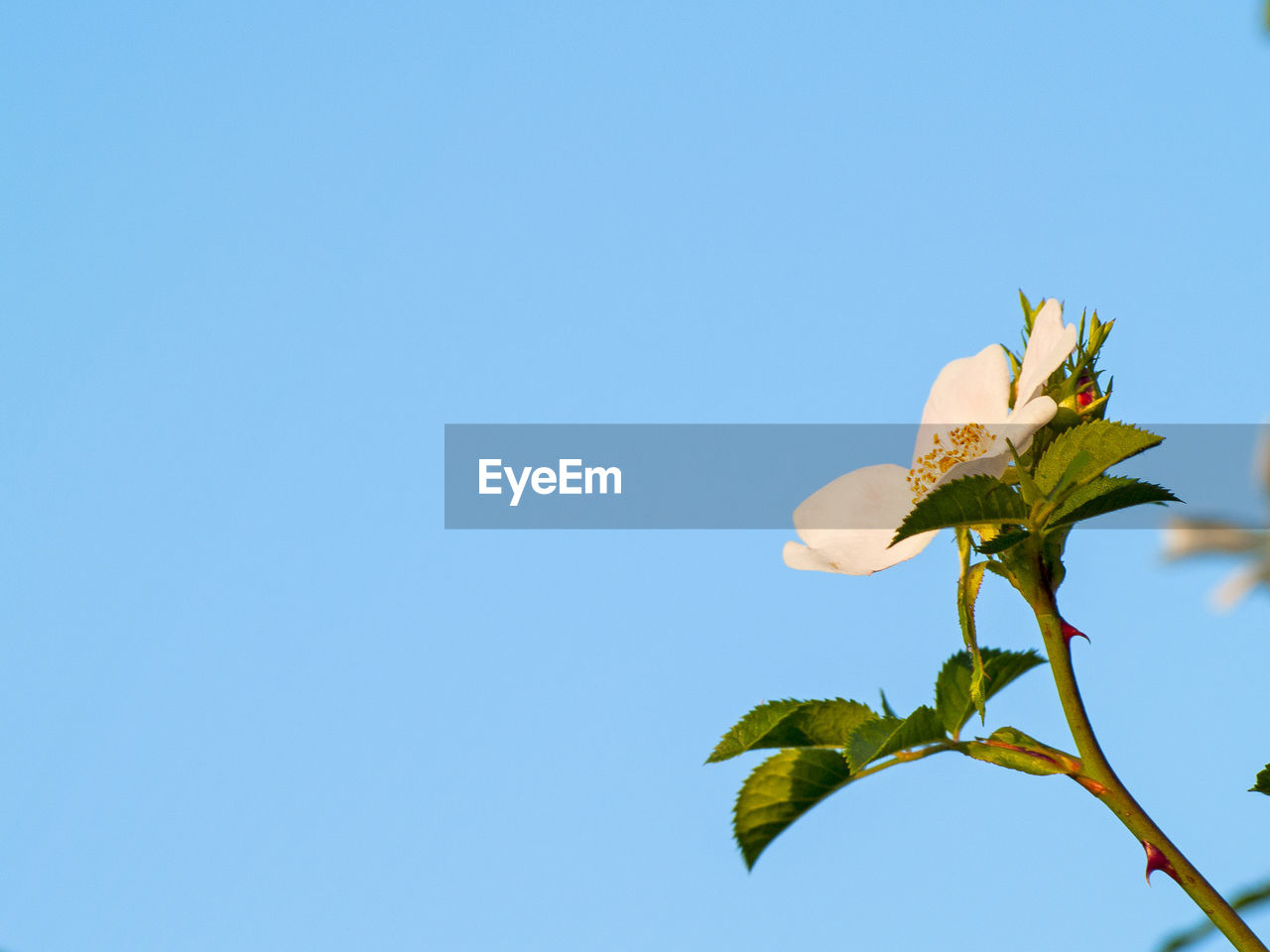 CLOSE-UP OF PLANT AGAINST CLEAR BLUE SKY