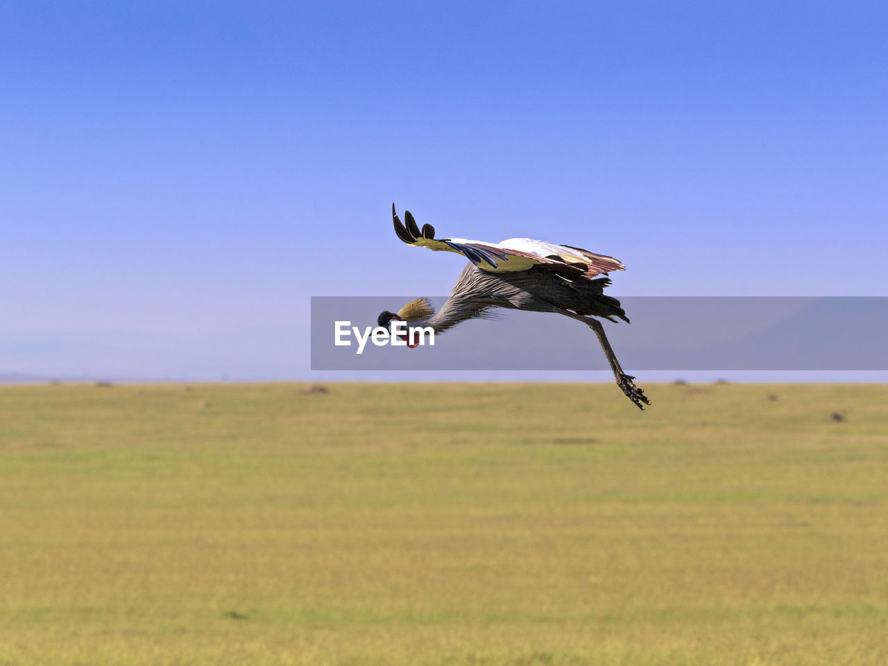Grey crowned crane mid-flight 
