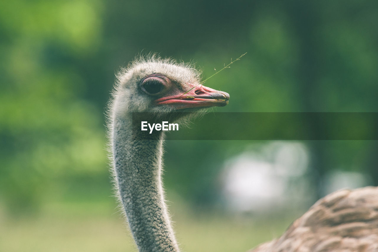 Close-up of a ostrich
