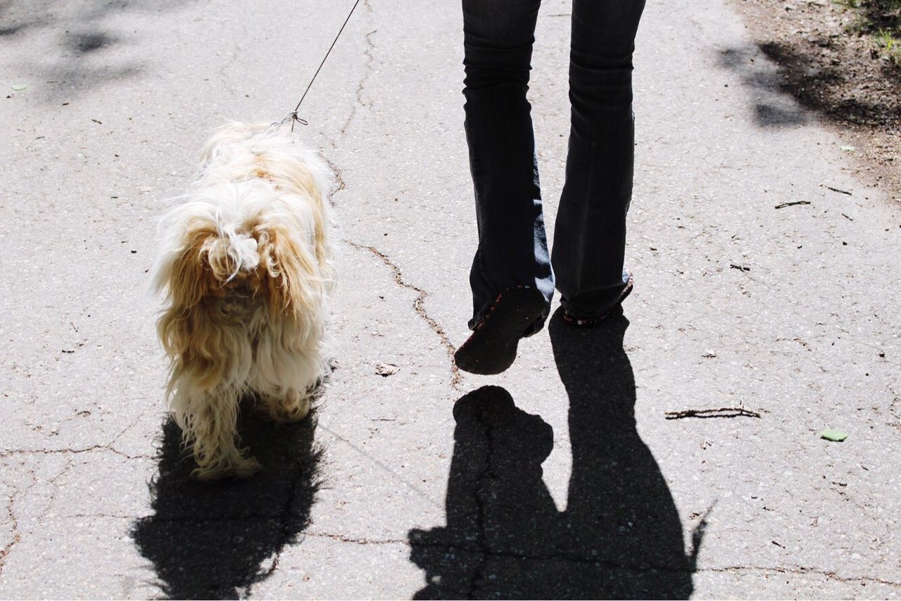 Low section of person with dog standing on asphalt