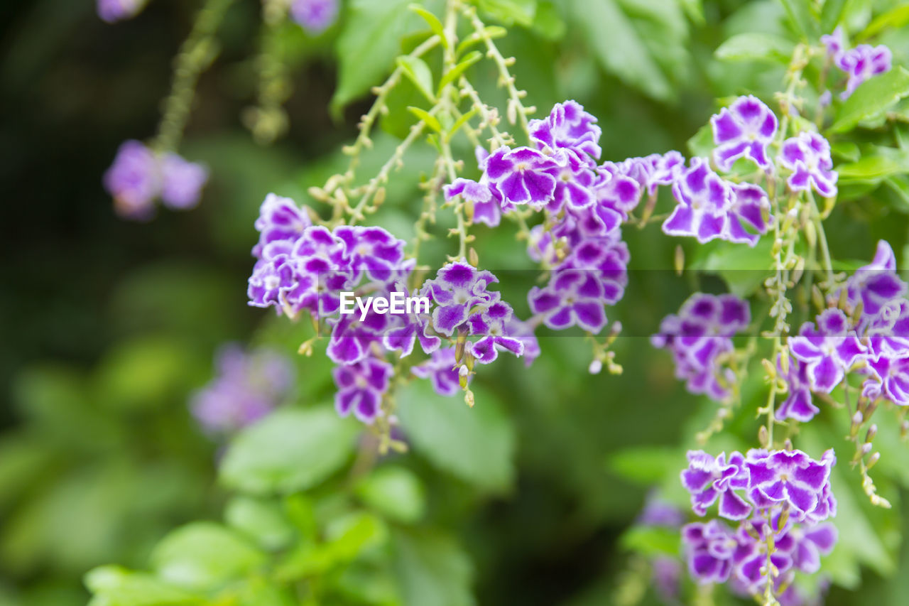 close-up of purple flowers