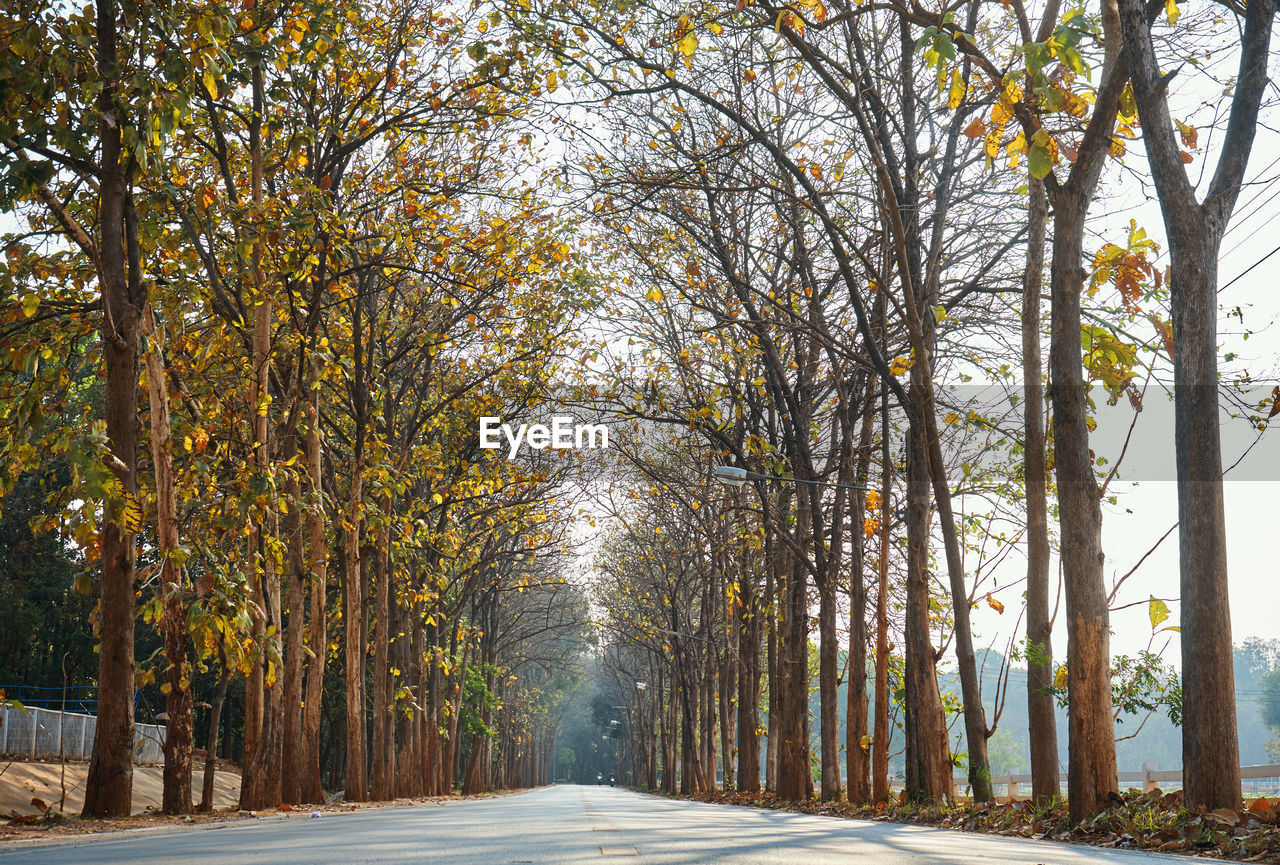 tree, plant, road, autumn, the way forward, nature, leaf, transportation, beauty in nature, no people, diminishing perspective, sunlight, street, treelined, city, morning, tranquility, scenics - nature, winter, forest, day, outdoors, vanishing point, land, footpath, environment, landscape, tree trunk, trunk, tranquil scene, travel, growth, architecture, sky, woodland, branch, travel destinations, empty road, idyllic, asphalt