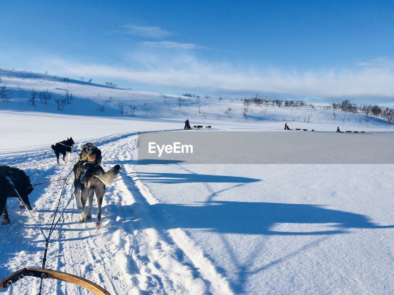 View of sled dogs on snow covered land