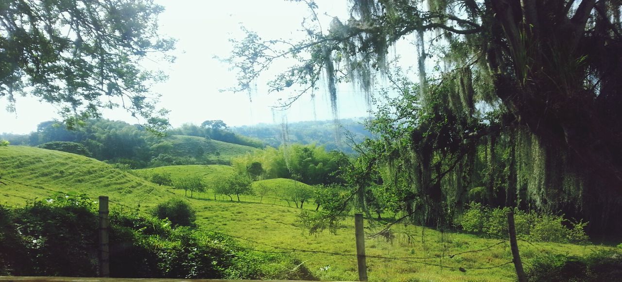 TREES ON LANDSCAPE