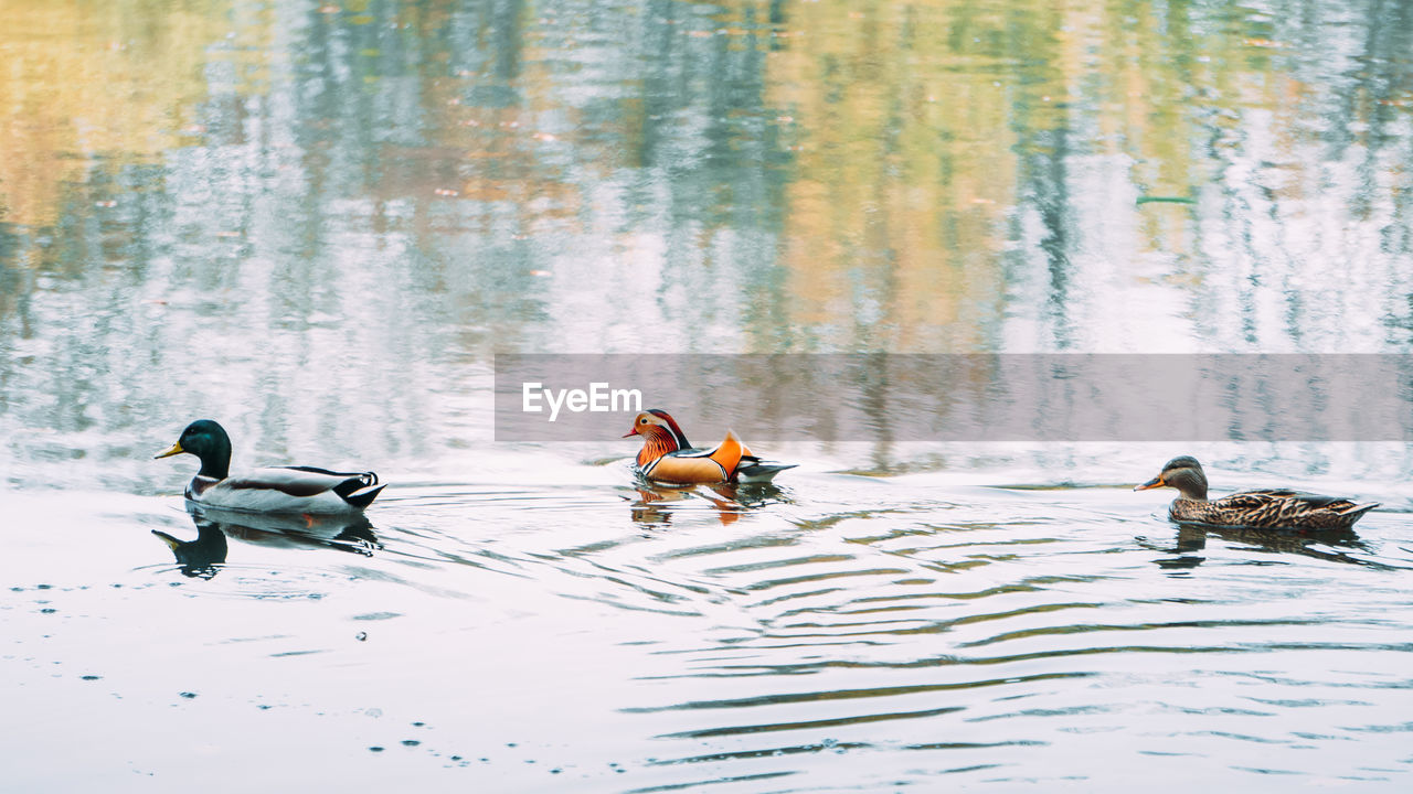 Ducks swimming in lake