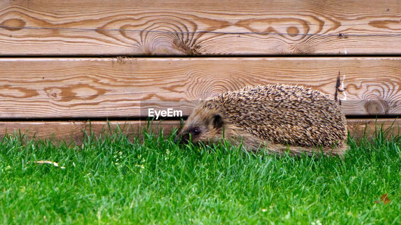 Hedgehog in the grass