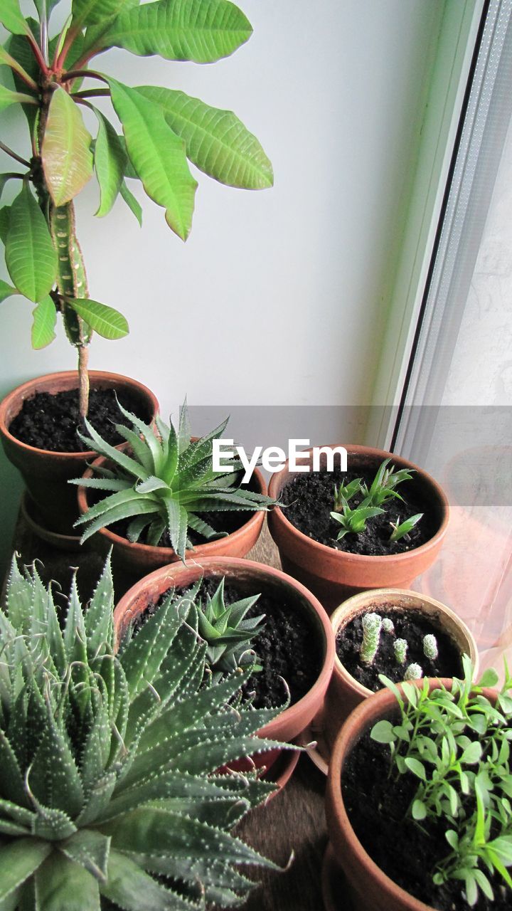 Close-up of pot plants against wall