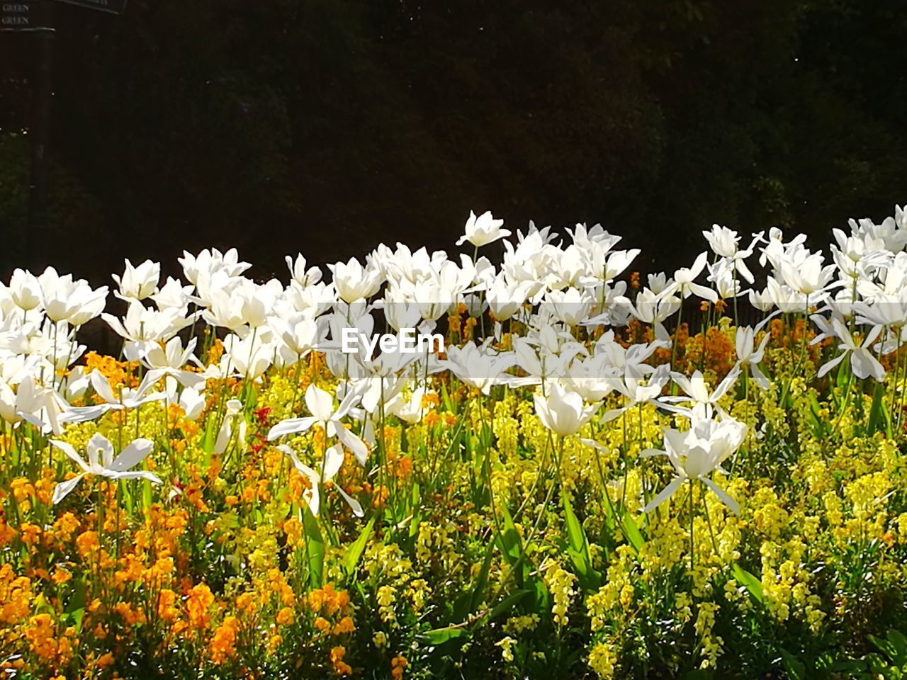 CLOSE-UP OF WHITE FLOWERING PLANTS