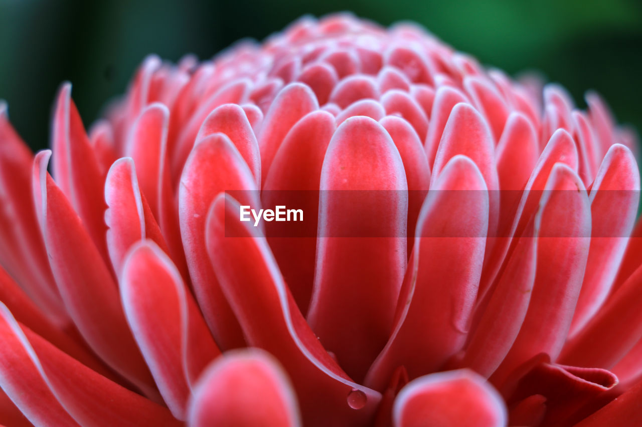 Close-up of red flower