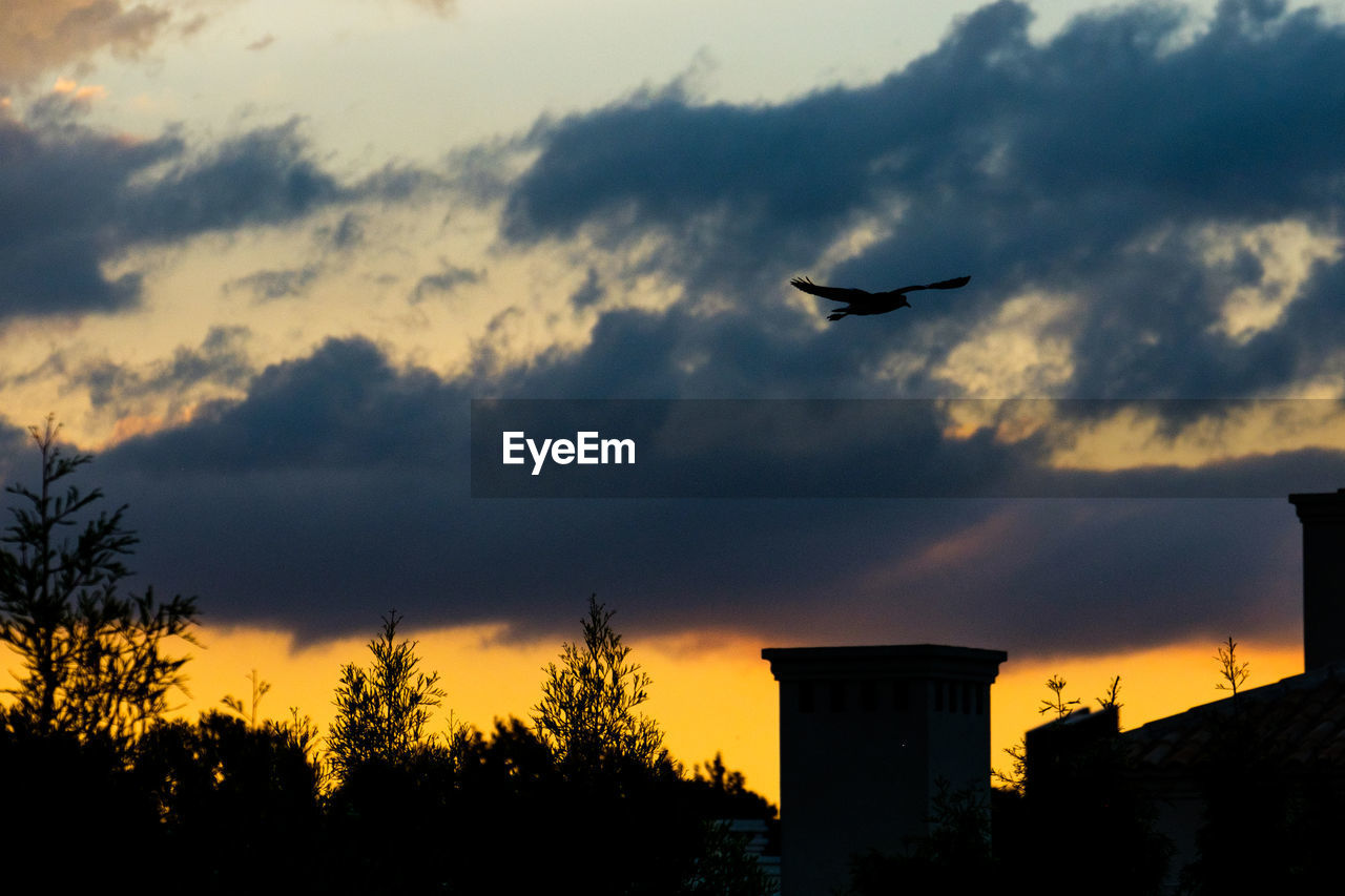 LOW ANGLE VIEW OF SILHOUETTE BIRD FLYING AGAINST SKY