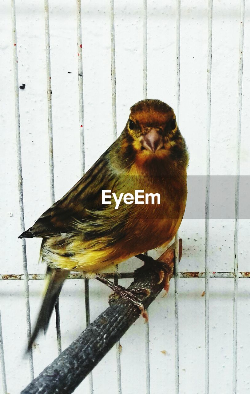 Close-up of bird perching in cage