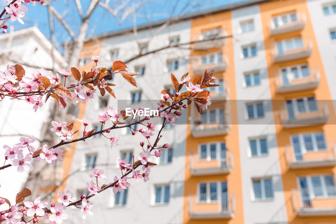 Red cherry blossom, blue sky, spring concept. spring blooming tree next to apartment building