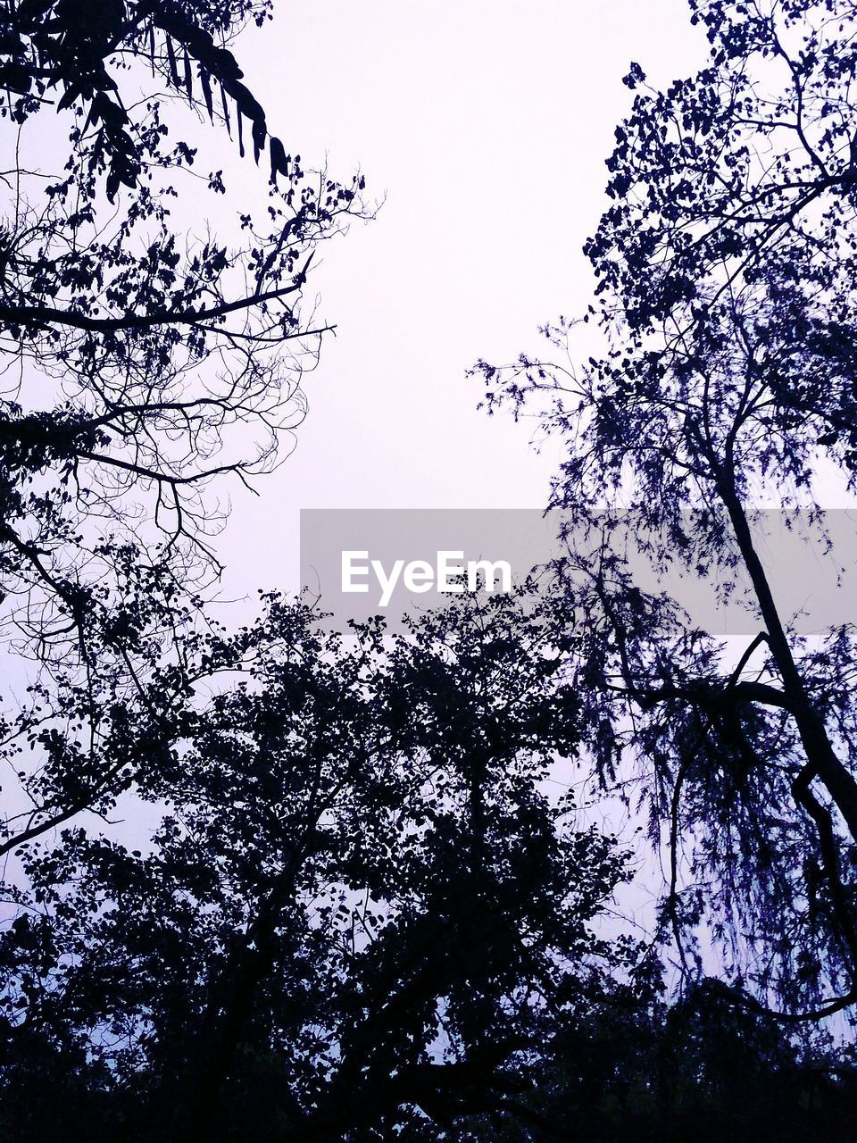 LOW ANGLE VIEW OF SILHOUETTE TREES AGAINST SKY